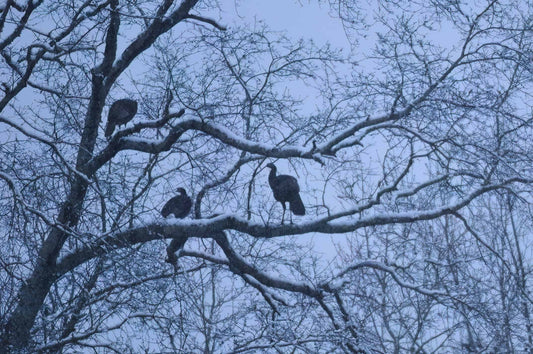 White Oak Conservation: Essential for Thriving Wild Turkey Populations